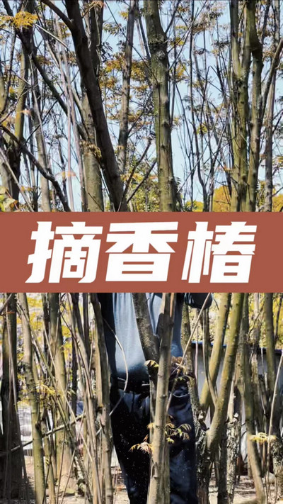 香椿雞蛋有，就缺二兩酒！