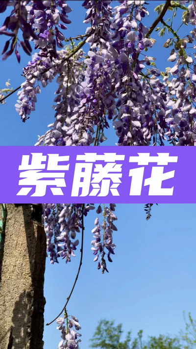 春有約，花不誤，陌上紫藤香如故。